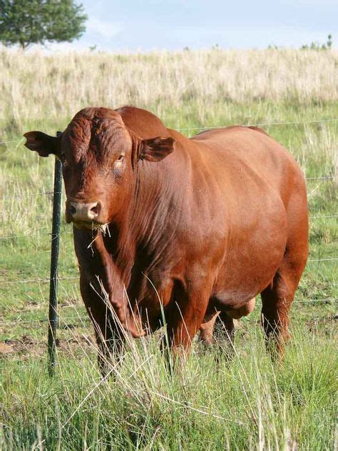 24 BONSMARA CATTLE SOUTH AFRICA ideas in 2021 | cattle, africa, dairy ...