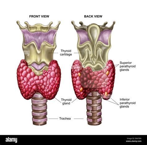 Anatomy of thyroid gland with larynx & cartilage Stock Photo - Alamy