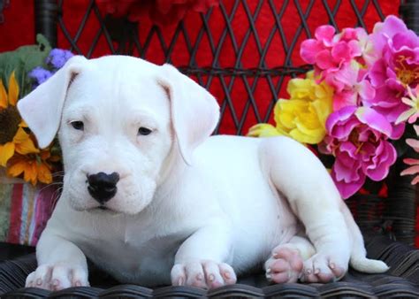 Dogo Argentino Puppies for Sale | Greenfield Puppies