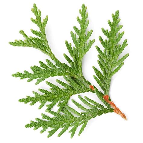 Cedar Leaf Essential Oil Organic - Thuja Occidentalis