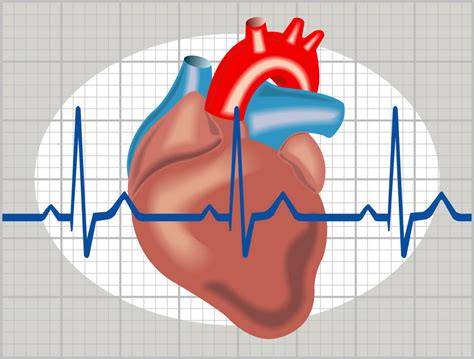 Despre EKG (electrocardiograma, ECG) - ce ne poate arăta și când este ...