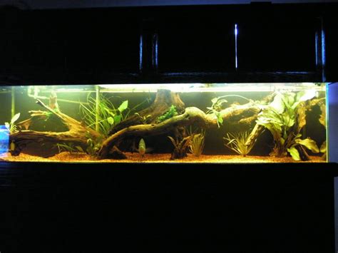 bluegill tank ideas... | Fish tank, Wild caught fish, Aquascape