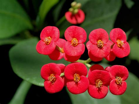 Euphorbia milii (Crown of Thorns) | World of Succulents