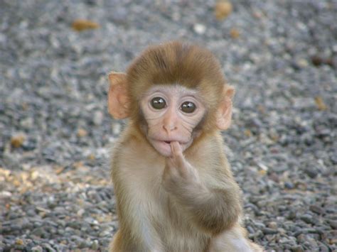 Rhesus macaque baby