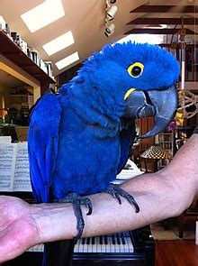 Hyacinth macaw - Wikipedia