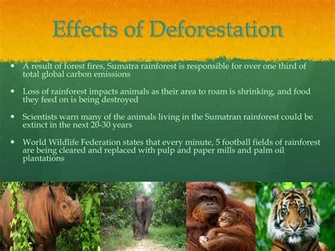 PPT - Sumatra Rainforest PowerPoint Presentation - ID:5184988