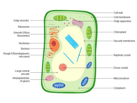 Form 2 Biology Diagrams