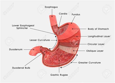 doorsnede maag - Google zoeken | Anatomy, Stomach diagram, Stomach