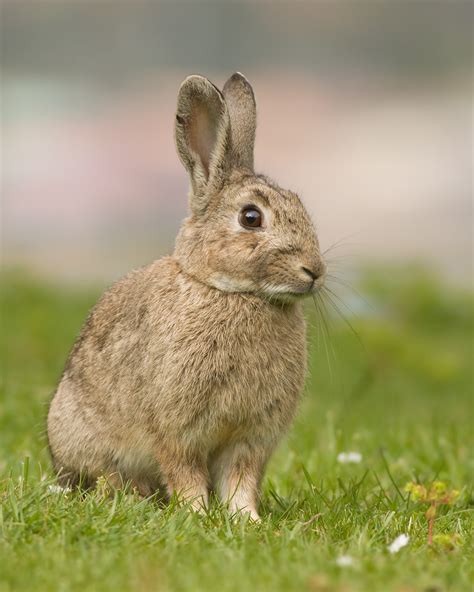 Rabbits in Australia - Wikipedia