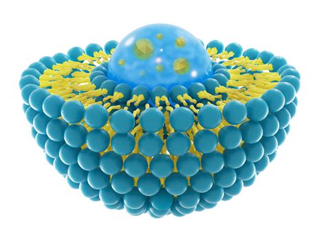 Nanoparticles: Organic Nanoparticles