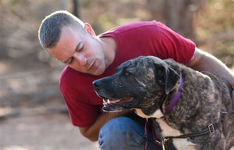 Akita-Mastiff Hero Dog | Best Friends Animal Society