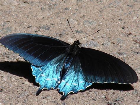 Pipevine Swallowtail | The Life of Animals