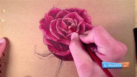 Realistic Rose Color Pencil Drawing