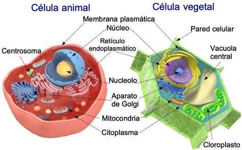 Celula Animal Y Vegetal Definicion Partes Imagenes Images – NBKomputer