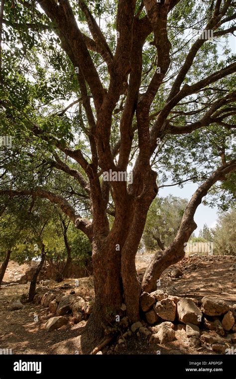 Terebinth tree hi-res stock photography and images - Alamy