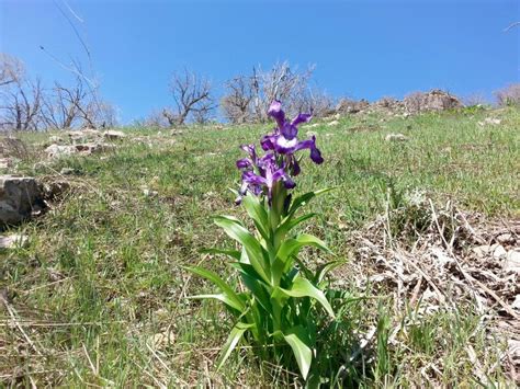 Kurdish Flower