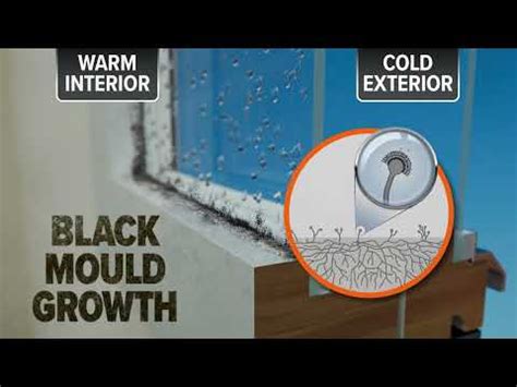 What Causes Black Mould In Kitchen Cupboards | Cabinets Matttroy