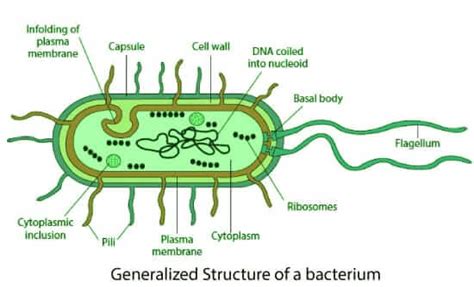 Bacteria Cell Structure