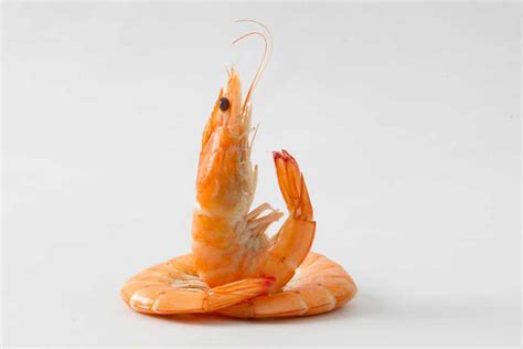 Shrimp breeding, processing and storing - Shrimps