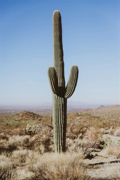 Cactus Desert Pictures | Download Free Images on Unsplash