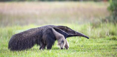 30 Interesting Facts About Giant Anteaters That You Didn't Know | The ...