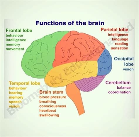 Parts Of Brain Diagram And Functions Brain Functions Chart S