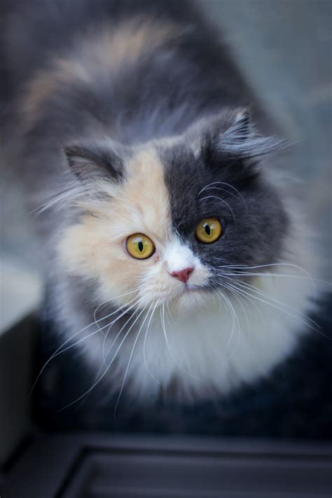 5 Cat Breeds With Beautiful Round Faces - LOL Cats