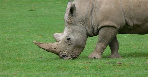 What is the horn of a rhino made of? | eHow UK