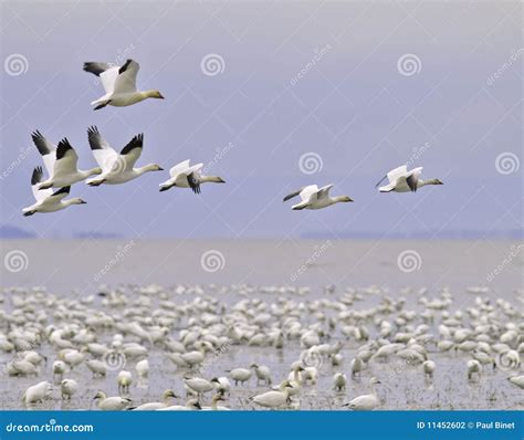 Snow goose migration stock photo. Image of geese, observation - 11452602