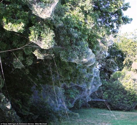 Thousands of rare spiders spin a gigantic web through Texas park ...