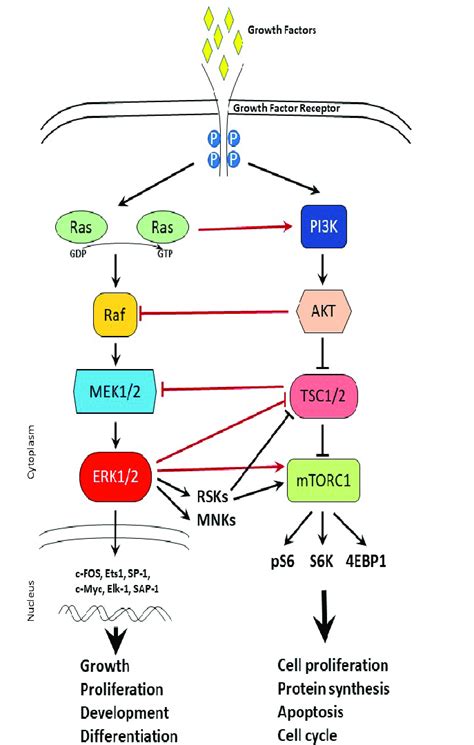 Cross-talk between MAPK and mTOR signaling pathways. Schematic ...