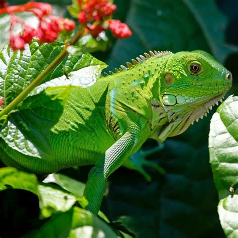 How to Set Up Your First Pet Iguana Habitat | TheGearHunt