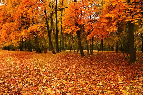 8 Things You Didn’t Know About Fall Leaves • Ivan's Tree Service