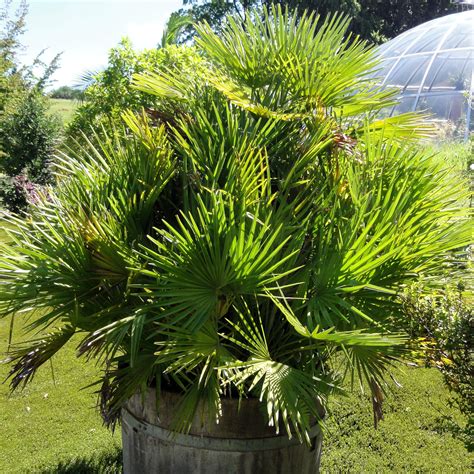 Chamaerops humilis