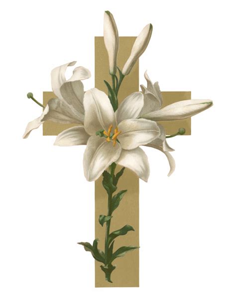 Lily clipart funeral flower, Lily funeral flower Transparent FREE for ...