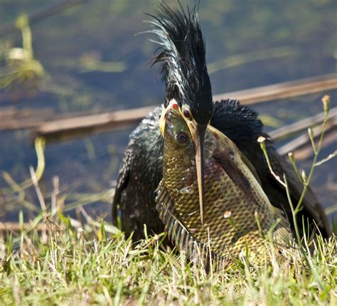 i heart florida birds: Cormorants & Anhingas