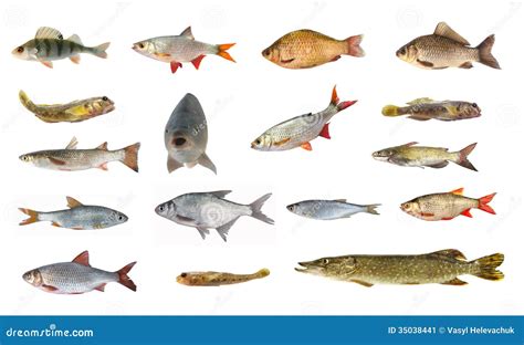 Species Of River Fish Stock Image - Image: 35038441