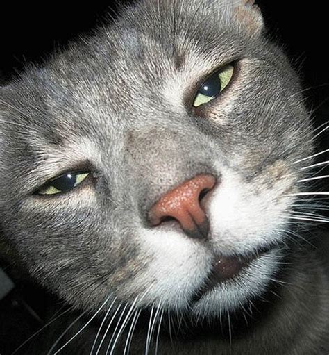 Unamused kitteh is unamused. | Funny cat faces, Funny cats, Funny pictures