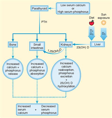 Figure 166.1 from 166 - Calcium, Magnesium, and Phosphorus | Semantic ...