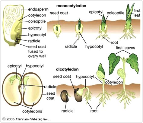 seed germination - Google Search | Plant science, Teaching biology ...