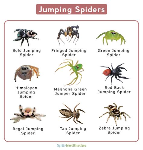 Jumping Spider Facts, Identification, & Pictures