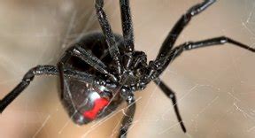 Pennsylvania Spiders That Bite | Sciencing