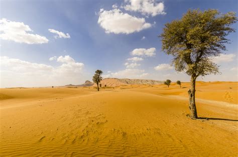 Plantation of 10,000 Ghaf tree seeds using drones underway in the UAE ...