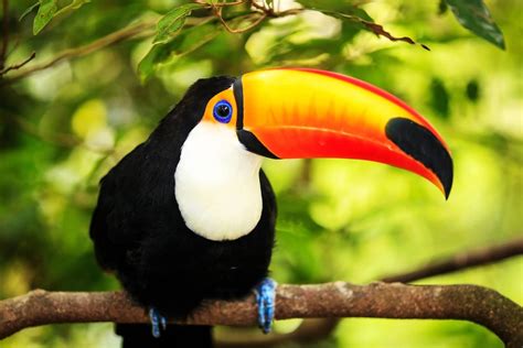 Adopt A Toucan