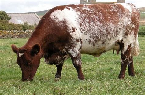 Milking Shorthorn - Alchetron, The Free Social Encyclopedia