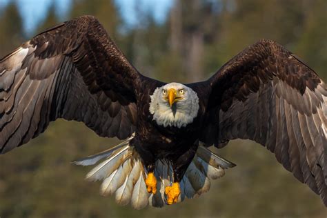 Bald Eagle In Flight Closeup Fine Art Photo Print For Sale | Photos by ...