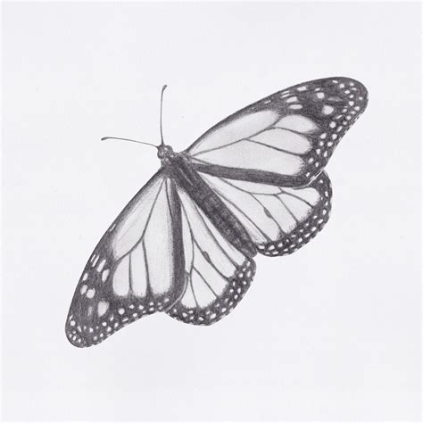 Butterfly Drawings on Behance