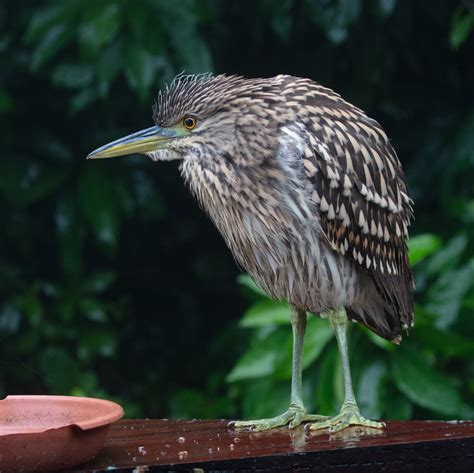 A Surprise Visitor to Paluma – Nankeen Night Heron – Paluma – our ...