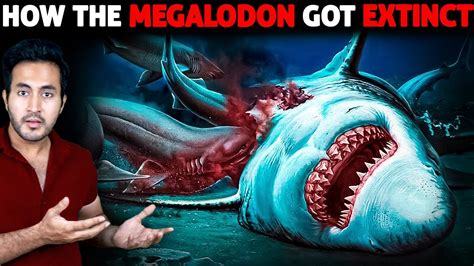 How Did The MEGALODON Got Extinct? | Who Killed It? - YouTube