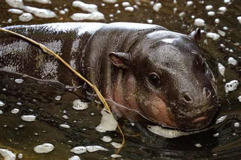 Pygmy Hippo - Choeropsis liberiensisat | Marwell Zoo